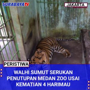 Walhi Sumut Serukan Penutupan Medan Zoo Usai Kematian 4 Harimau