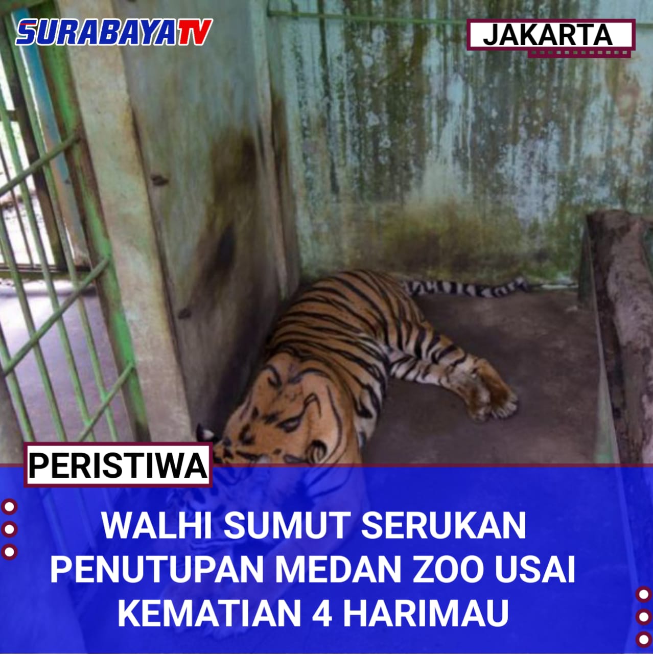 Walhi Sumut Serukan Penutupan Medan Zoo Usai Kematian 4 Harimau