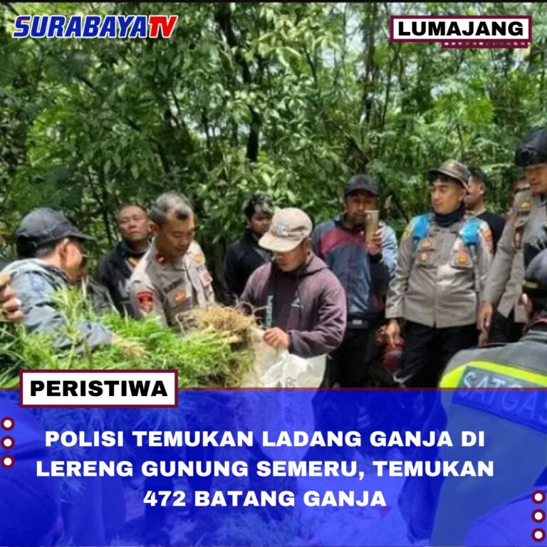 POLISI TEMUKAN LADANG GANJA DI LERENG GUNUNG SEMERU, TEMUKAN 472 BATANG GANJA