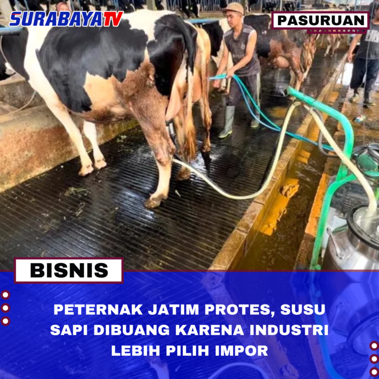 Peternak Jatim Protes, Susu Sapi Dibuang karena Industri Lebih Pilih Impor