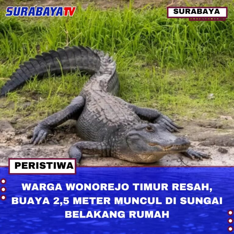 WARGA WONOREJO TIMUR RESAH, BUAYA 2,5 METER MUNCUL DI SUNGAI BELAKANG RUMAH